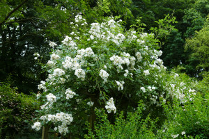Rosa guillande d'amour 